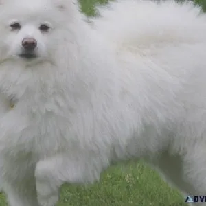 American Eskimo dog