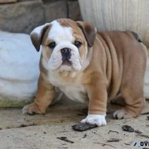 English Bulldog puppies