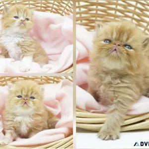 CFA Doll and Extreme Face Kittens