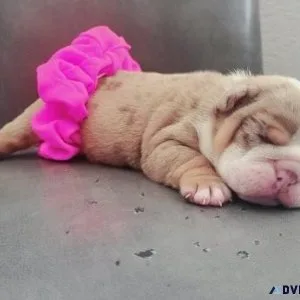 Beautiful English Bulldog puppy for adoption