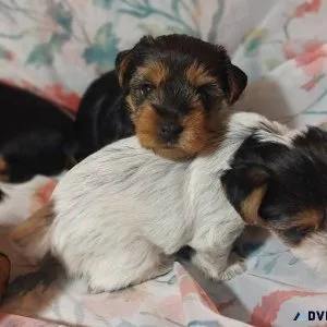 Yorkshire Terrier Puppies
