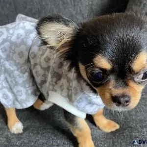 Select Chihuahua Puppies