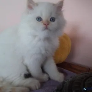 HOLIDAY  HAPPINESS KITTEN