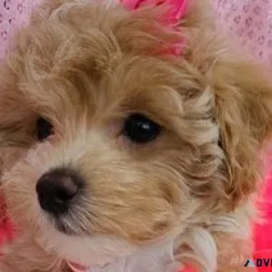 Maltipoo Puppies