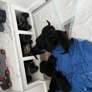 Lab mix