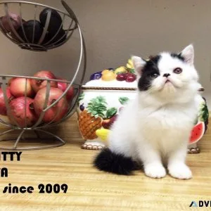 Happy Holidays CFA exotic shorthair Kitten BOY