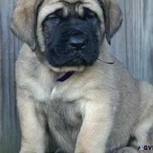 Home Raised Mastiff puppies