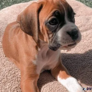 Boxer Puppies
