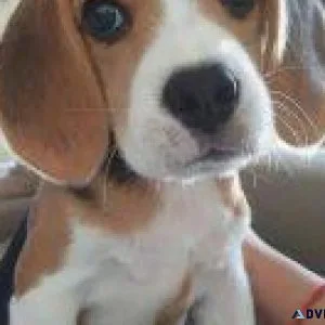 Beagle   Puppies