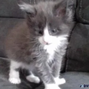 Maine Coon kittens for sale.