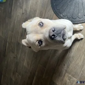 Cane Corso
