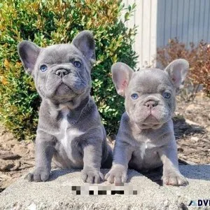 Chunky French Bulldogs AKC registered