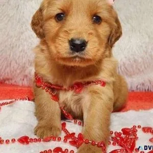 Lovely Goden Retrievr
