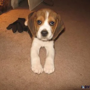 beagle pup