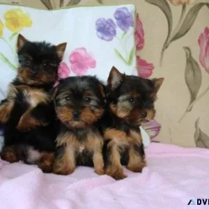 Amazing Teacup Yorkie Puppies For Sale