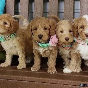 Beautiful Labradoodle Puppies