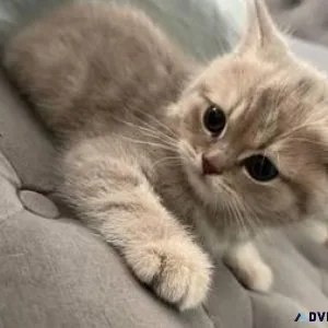 Persian kitten for rehoming