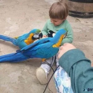 Young Blue and Gold Macaws Available