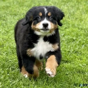Bernese Mountain Dog Puppies