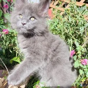 Maine Coon Kittens
