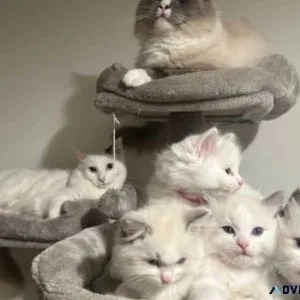 Pure Ragdoll kitten