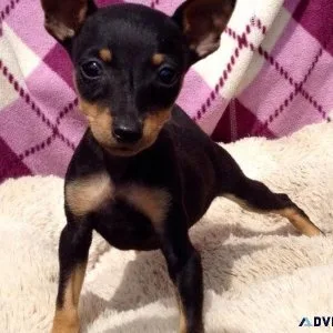Miniature Pinscher Puppies