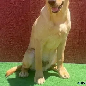 AKC Male Light Fox Red Male Lab Pup
