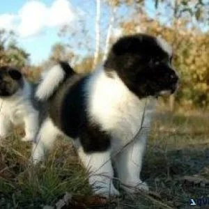 Akita Pups Available now for new home