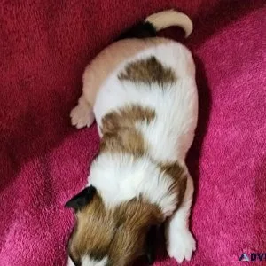 Designer teddy bear puppies for sale in time for Christmas