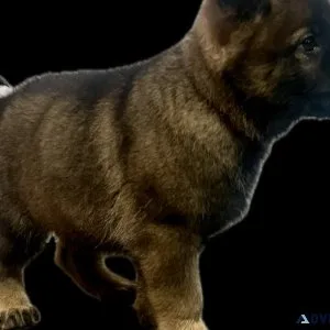 German Shepherd Puppies
