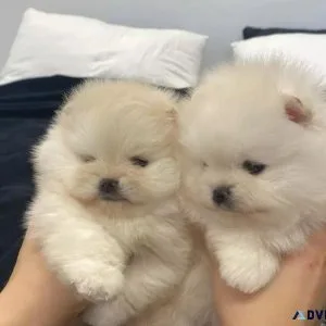 Pomeranian puppies for adoption