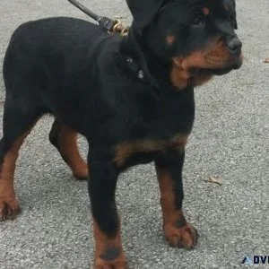instructive expert German rottweiler puppies for Sale