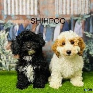 Shihpoo Puppies For Sale  Douglas Hall Kennels