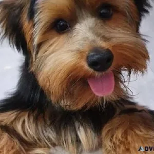 Yorkshire Terrier Puppies For Sale