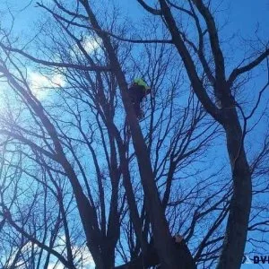 Arbor Tech Tree Service