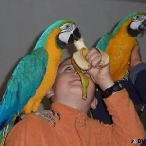 Two beautiful Blue and Gold Macaws Ready