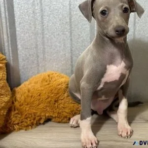 Well Socialized Italian Greyhound puppies