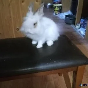 Lionhead rabbit