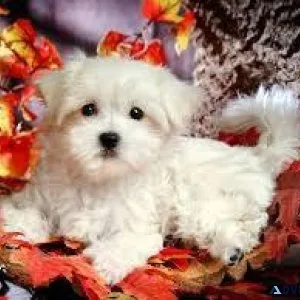 Nice and Healthy Maltese Puppies Available
