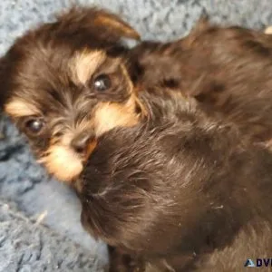 2 month yorkies