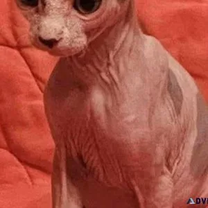 Sphynx kittens