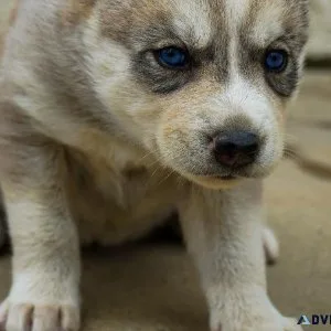 Husky Puppies