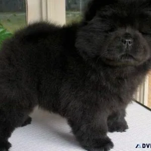 Home raised Chow Chow puppies