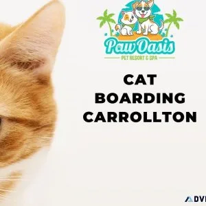 The Colony s Trusted Cat Boarding Destination