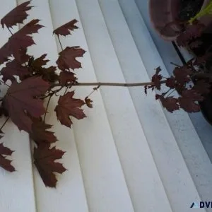 PLETHORA OF PERENNIALS
