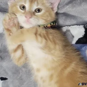 Kuppy kittens