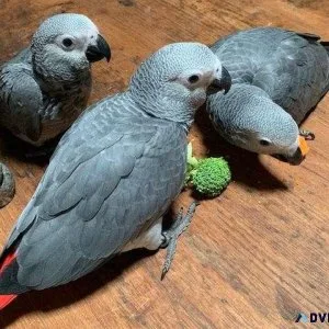 Well Socialized Hand fed Congo African Grey Parrots for sale