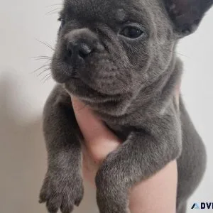 httdty French bulldogs puppies