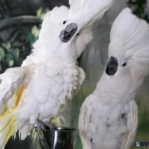 Talking Young Cockatoos for sale.