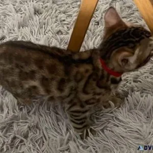 Rehoming Bengal kittens